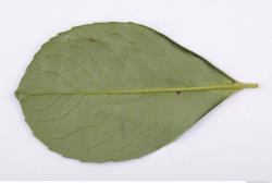 Leaves